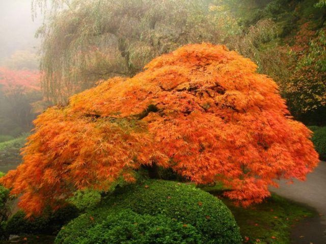 Oregon’da Japon Bahçesi.